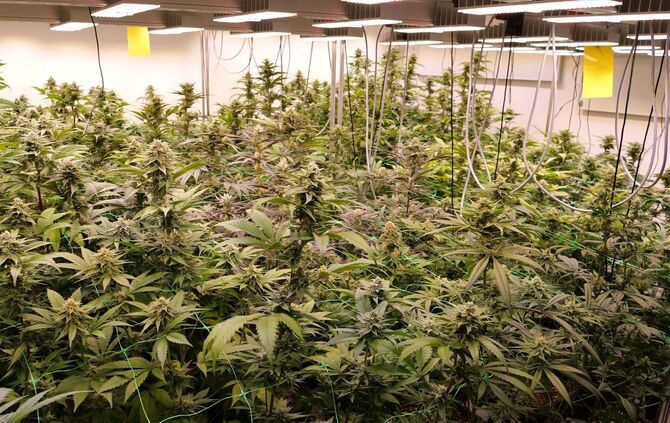 Cannabis-Anbau