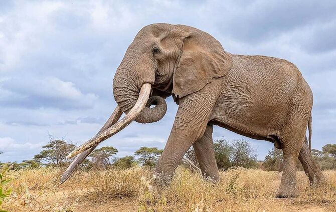 Berühmter Elefantenbulle Craig in Kenia gestorben