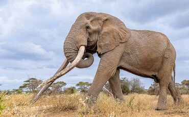 Berühmter Elefantenbulle Craig in Kenia gestorben