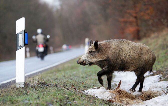 Wildschweinunfall