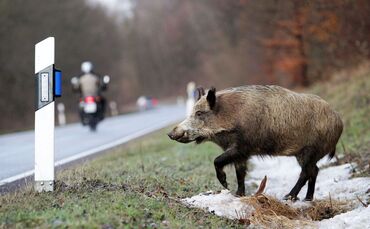 Wildschweinunfall