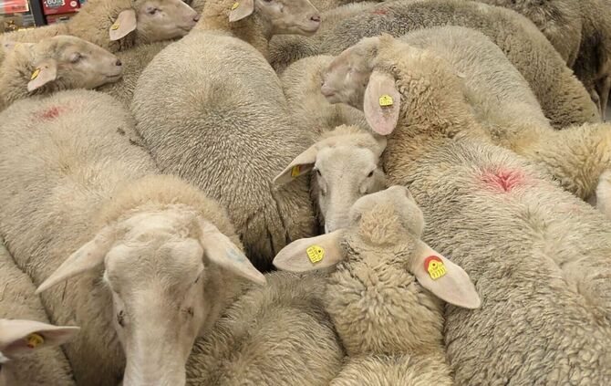 Schafe im PENNY Supermarkt