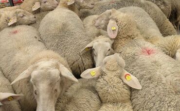 Schafe im PENNY Supermarkt