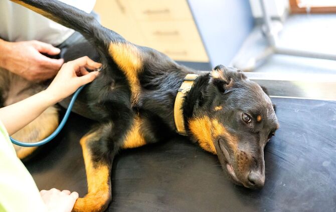 Manche Tierarztpraxen bieten auch Blutspenden für Tiere an.