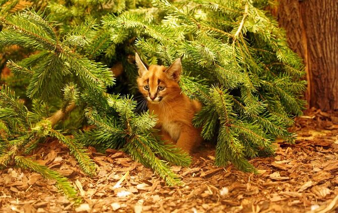 Karakal-Nachwuchs im Zoo Dresden