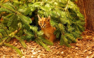 Karakal-Nachwuchs im Zoo Dresden