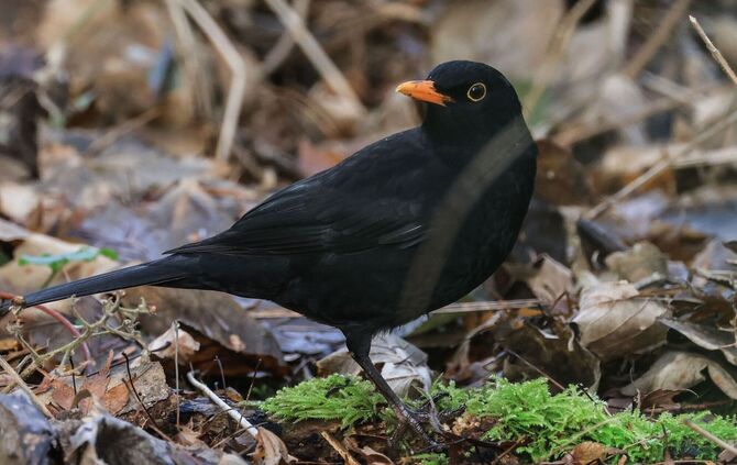 Amsel