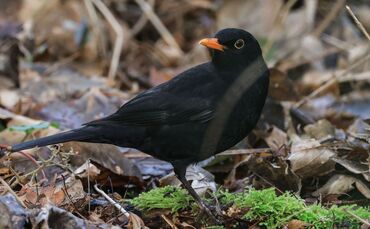 Amsel