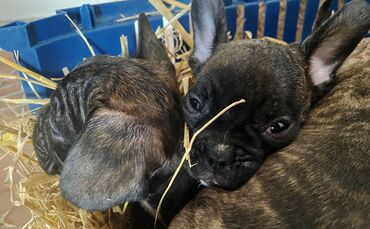 Illegaler Welpenhandel