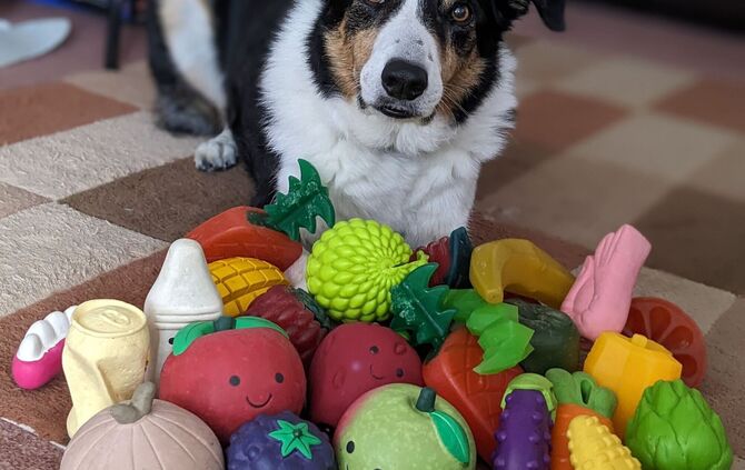 Hunde lernen aus mitgehörten Gesprächen