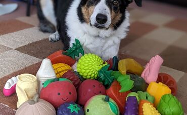 Hunde lernen aus mitgehörten Gesprächen