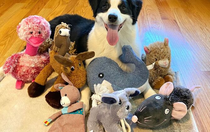 Hunde lernen auch aus Gesprächen zwischen Menschen