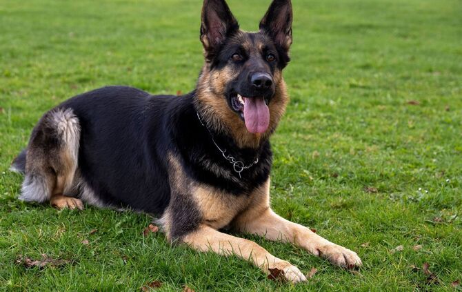 Deutscher Schäferhund