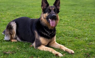 Deutscher Schäferhund