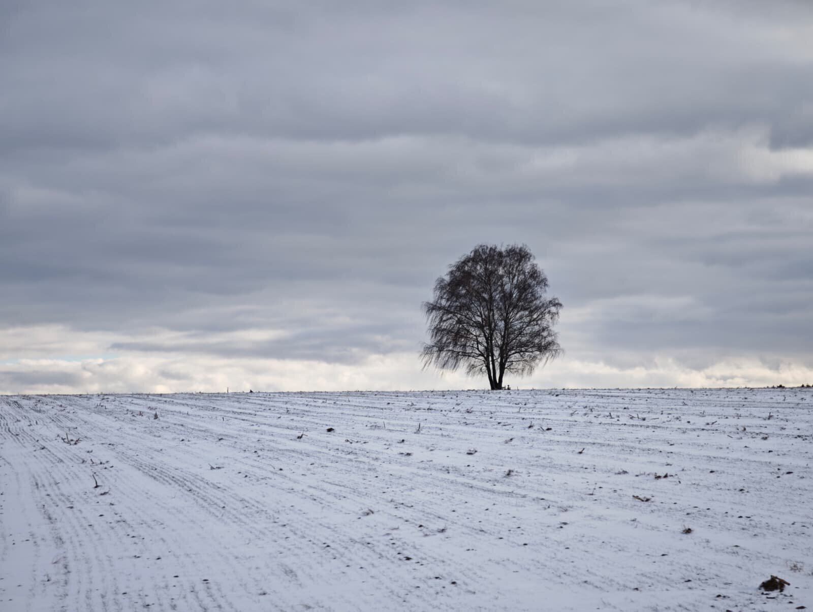 First a winter storm, then persistent frost? This is the weather forecast ...