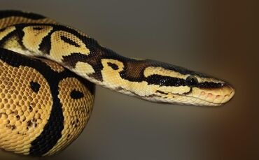 schlange python