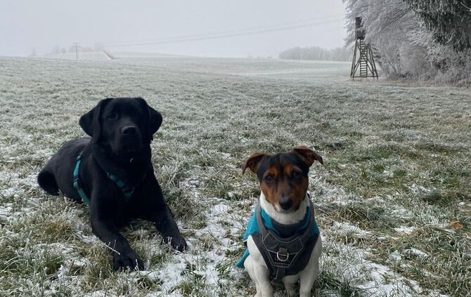 Die beiden vierbeinigen Lebensretter: Jack Russell Terrier „Lilli” (rechts) und Labrador „Malu”.