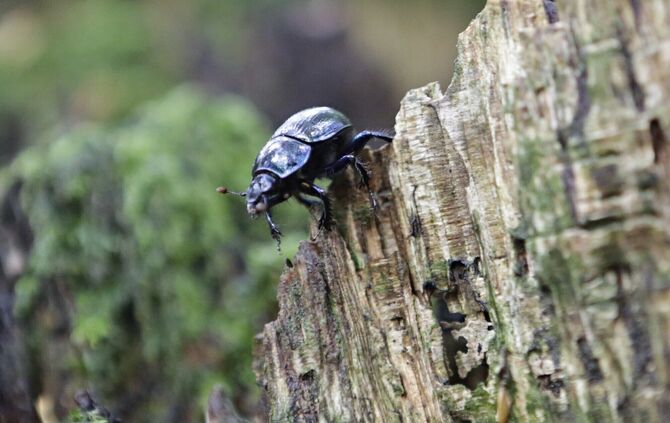 Stehendes und liegendes Totholz ist ein Merkmal von Bannwäldern. Denn hier wird der Wald nicht bewirtschaftet, alles Holz bleibt
