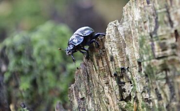 Stehendes und liegendes Totholz ist ein Merkmal von Bannwäldern. Denn hier wird der Wald nicht bewirtschaftet, alles Holz bleibt