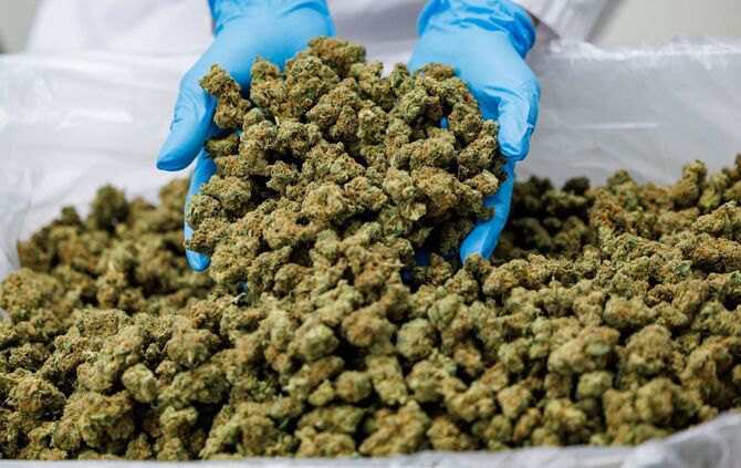 Medizinal-Cannabis-Produktionsstätte