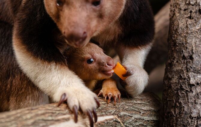Baumkänguru-Jungtier in England geschlüpft