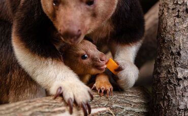 Baumkänguru-Jungtier in England geschlüpft