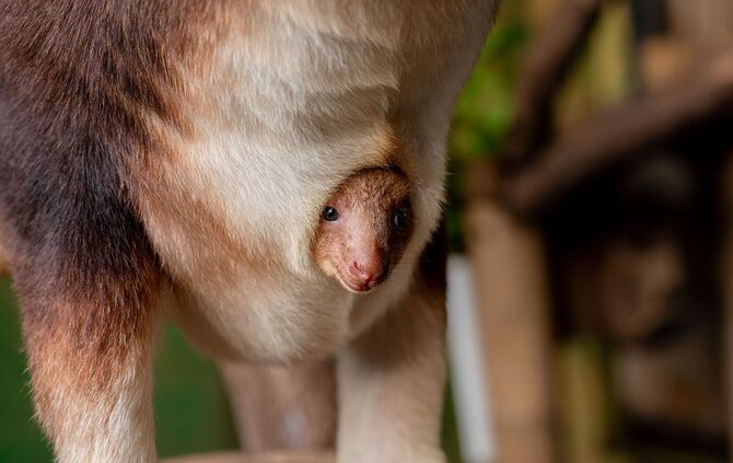 Baumkänguru-Jungtier in England geschlüpft