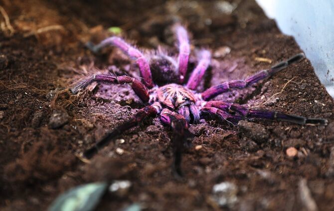 Die Farben einer Vogelspinne können vielseitig sein: von orange, gelb - oder wie hier auf dem Foto - bis lila-violett.