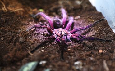 Die Farben einer Vogelspinne können vielseitig sein: von orange, gelb - oder wie hier auf dem Foto - bis lila-violett.