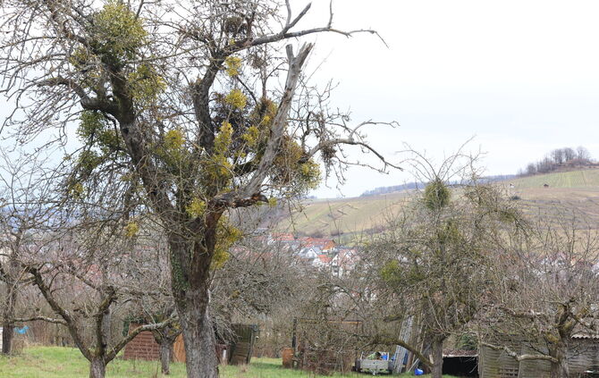 Misteln auf den Streuobstwiesen zwischen Stetten und dem neuen Friedhof