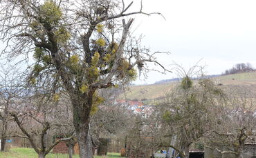 Misteln auf den Streuobstwiesen zwischen Stetten und dem neuen Friedhof