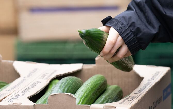 Salatgurken gehören zu den beliebtesten Gemüsesorten in Deutschland. (Symbolbild)