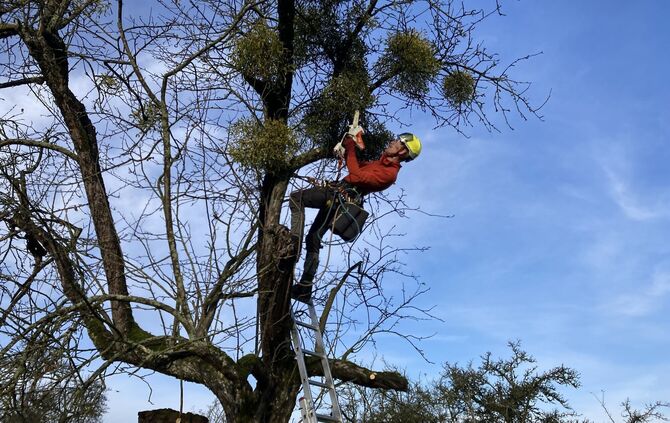 Für diesen Baum sieht es nicht gut aus, Torsten Fisch macht sich trotzdem ans Werk.