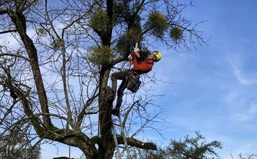 Für diesen Baum sieht es nicht gut aus, Torsten Fisch macht sich trotzdem ans Werk.