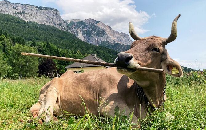 Veronika schnappt sich lange Objekte, um sich zu kratzen.