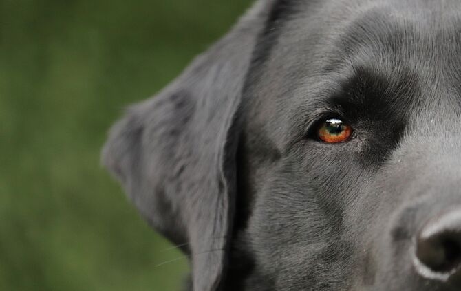 Hund Symbol Labrador