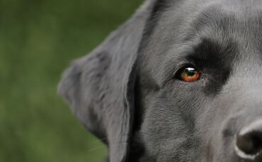 Hund Symbol Labrador