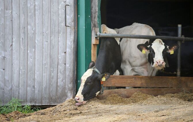 Prozesse Tierschutz-Verstöße im Allgäu