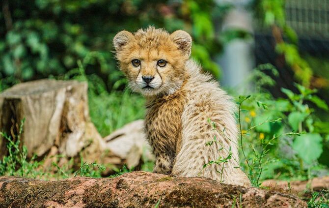 Auch Zoos haben ein Problem mit Überalterung