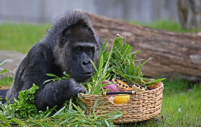 Auch Zoos haben ein Problem mit Überalterung