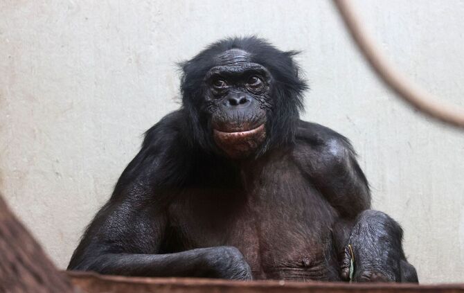 Auch Zoos haben ein Problem mit Überalterung