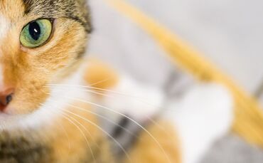 Eine Katze ist in Wurmlingen über eine Straße gelaufen - und hat einen Unfall ausgelöst. (Symbolbild)