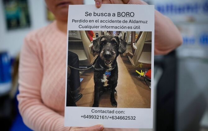 Verlorener Hund nach Zugunglück in Spanien