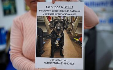 Verlorener Hund nach Zugunglück in Spanien