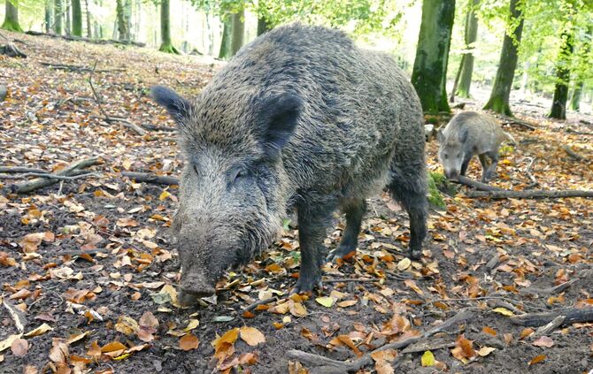 Rund um Urbach sorgen Wildschweine momentan für Ärger (Symbolbild).