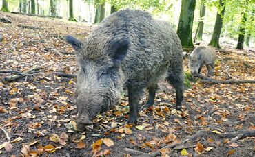 Rund um Urbach sorgen Wildschweine momentan für Ärger (Symbolbild).