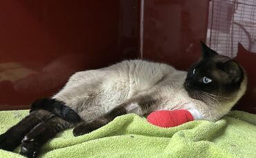 Diesem Siam-Kater musste das Bein amputiert werden, wonach er tierärztlich vom Waiblinger Tierschutzverein betreut wird.