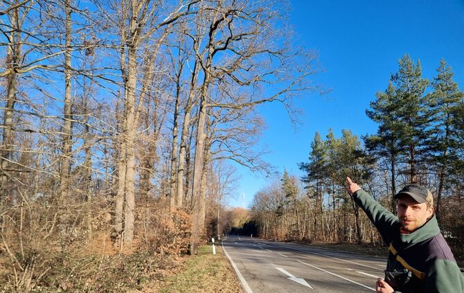 Hier müssen die Bäume dringend weg. Zu groß ist die Gefahr, dass die wenig stabil stehenden Riesen oder ihre Äste plötzlich auf