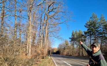 Hier müssen die Bäume dringend weg. Zu groß ist die Gefahr, dass die wenig stabil stehenden Riesen oder ihre Äste plötzlich auf 