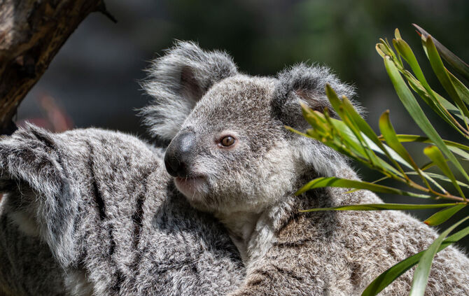 Das Koala-Männchen verstarb nach langwieriger Krankheit in der Wilhelma in Stuttgart.